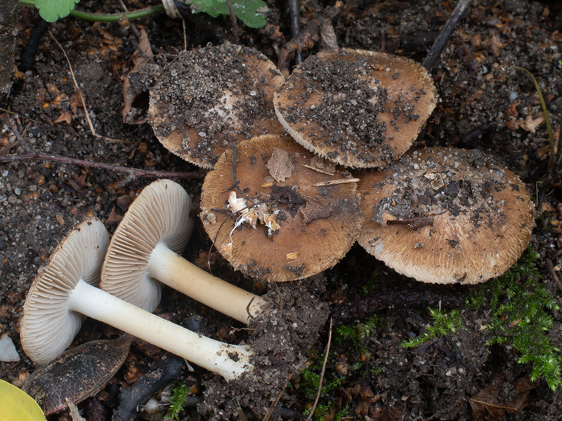 Inocybe alluvionis Inocybe alluvionis